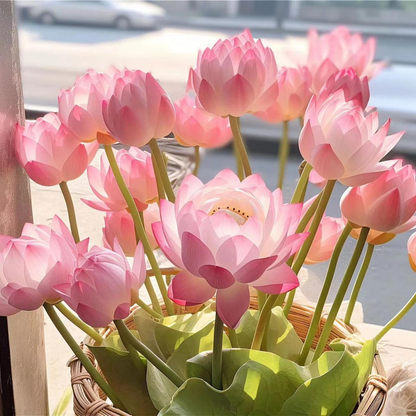 🔥【7 days germination】Last Day Sale - 💐The Sacred Bonsai Bowl Lotus Flower