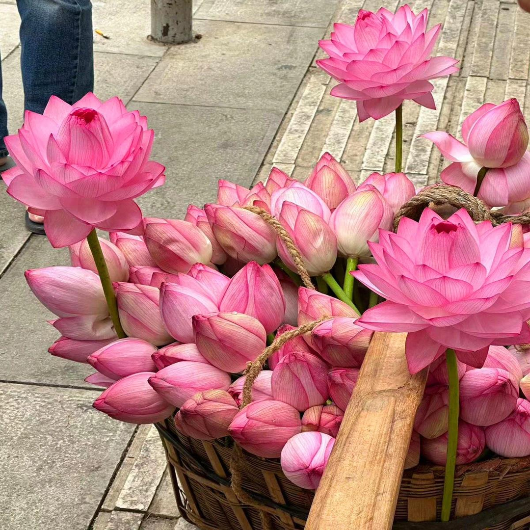 🔥【7 days germination】Last Day Sale - 💐The Sacred Bonsai Bowl Lotus Flower