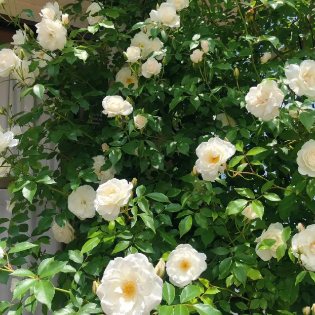 🌹🌹Climbing Rose - Luck Rising