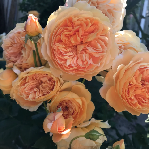 🌹🌹Climbing Rose - Luck Rising