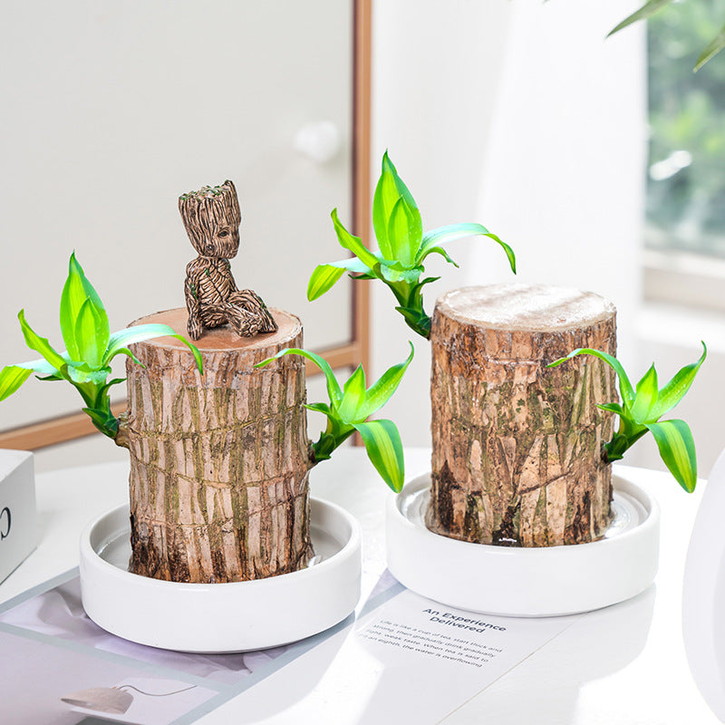 2024 Best Seller🔥-Lucky Brazil Wood Potted Plant🎊