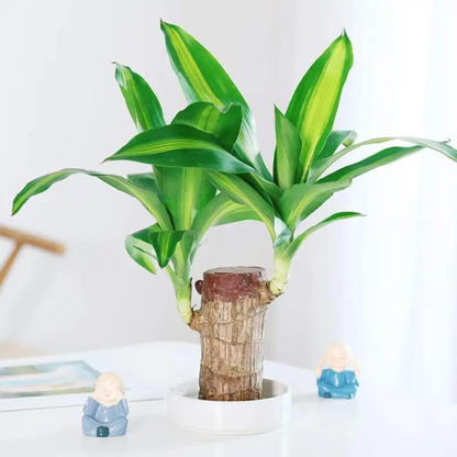 2024 Best Seller🔥-Lucky Brazil Wood Potted Plant🎊