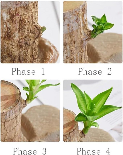 2024 Best Seller🔥-Lucky Brazil Wood Potted Plant🎊