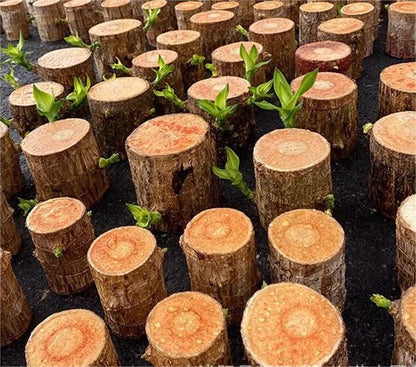 2024 Best Seller🔥-Lucky Brazil Wood Potted Plant🎊