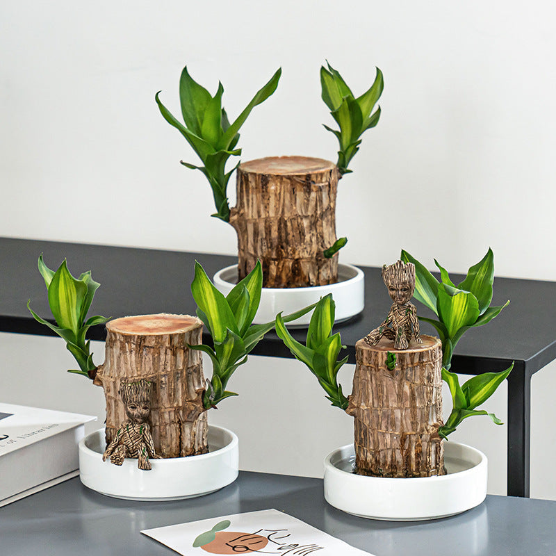 2024 Best Seller🔥-Lucky Brazil Wood Potted Plant🎊