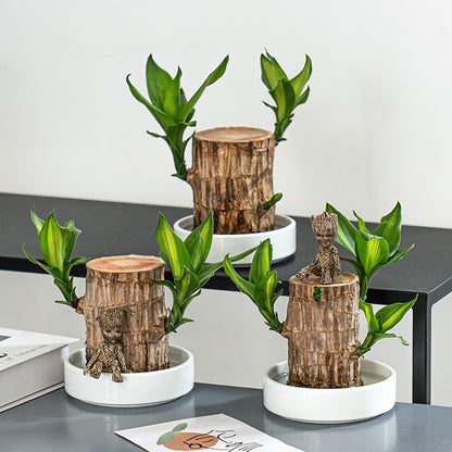 2024 Best Seller🔥-Lucky Brazil Wood Potted Plant🎊