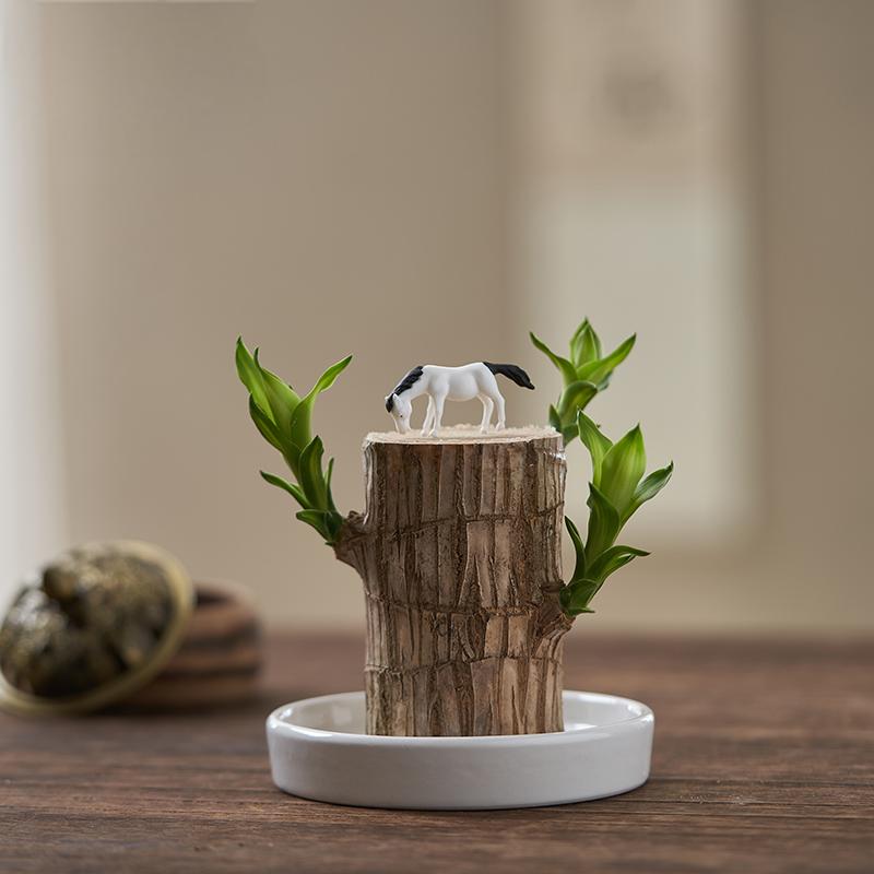 2024 Best Seller🔥-Lucky Brazil Wood Potted Plant🎊