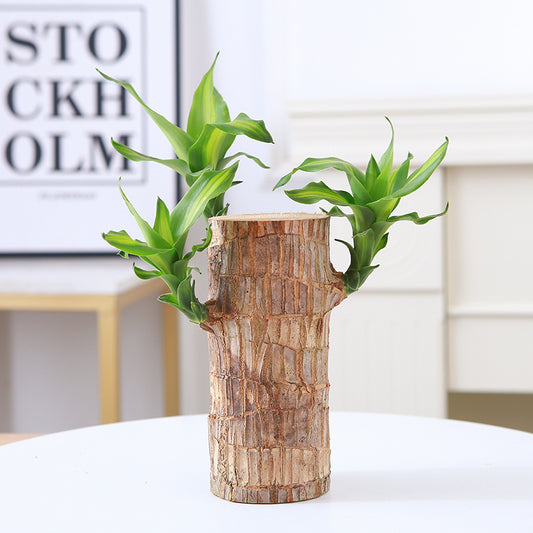 2024 Best Seller🔥-Lucky Brazil Wood Potted Plant🎊