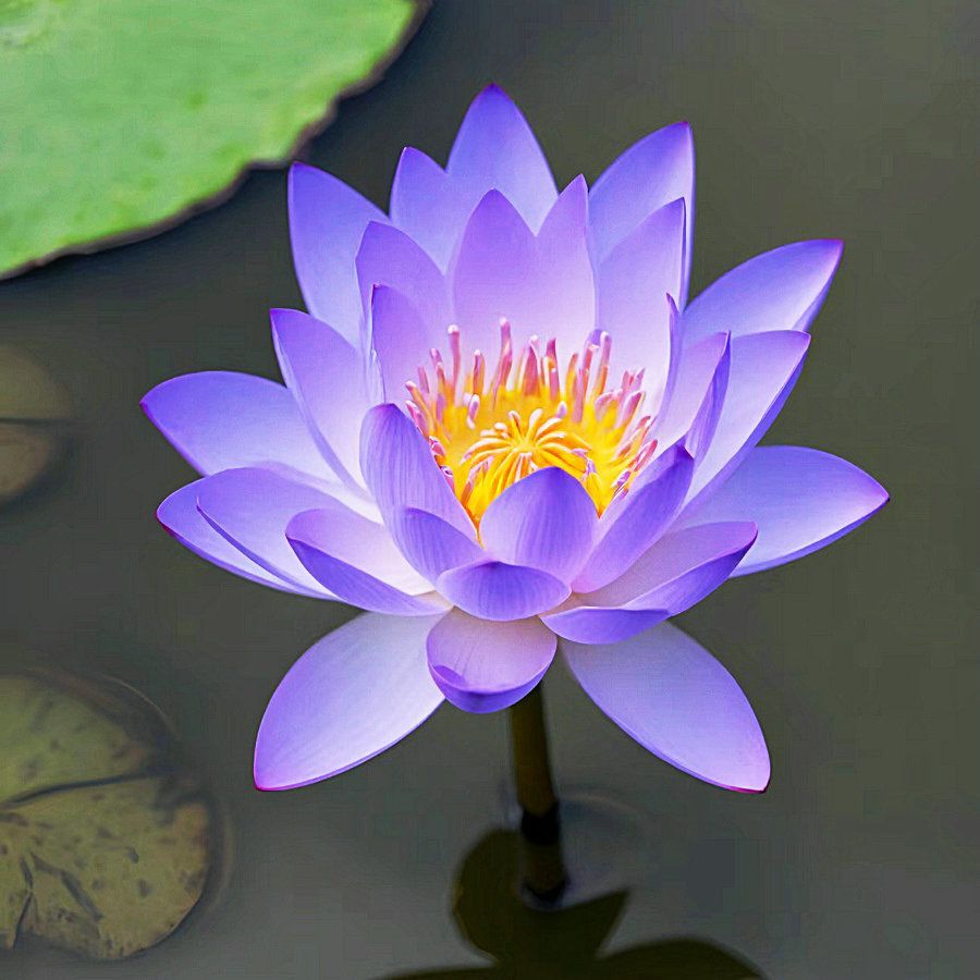🔥【7 days germination】Last Day Sale - 💐The Sacred Bonsai Bowl Lotus Flower