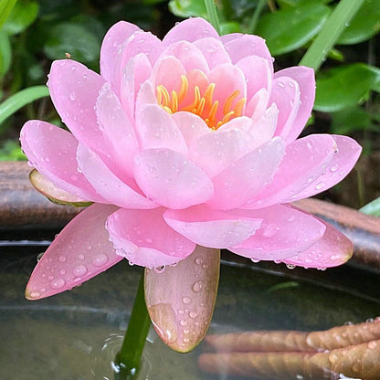 🔥【7 days germination】Last Day Sale - 💐The Sacred Bonsai Bowl Lotus Flower