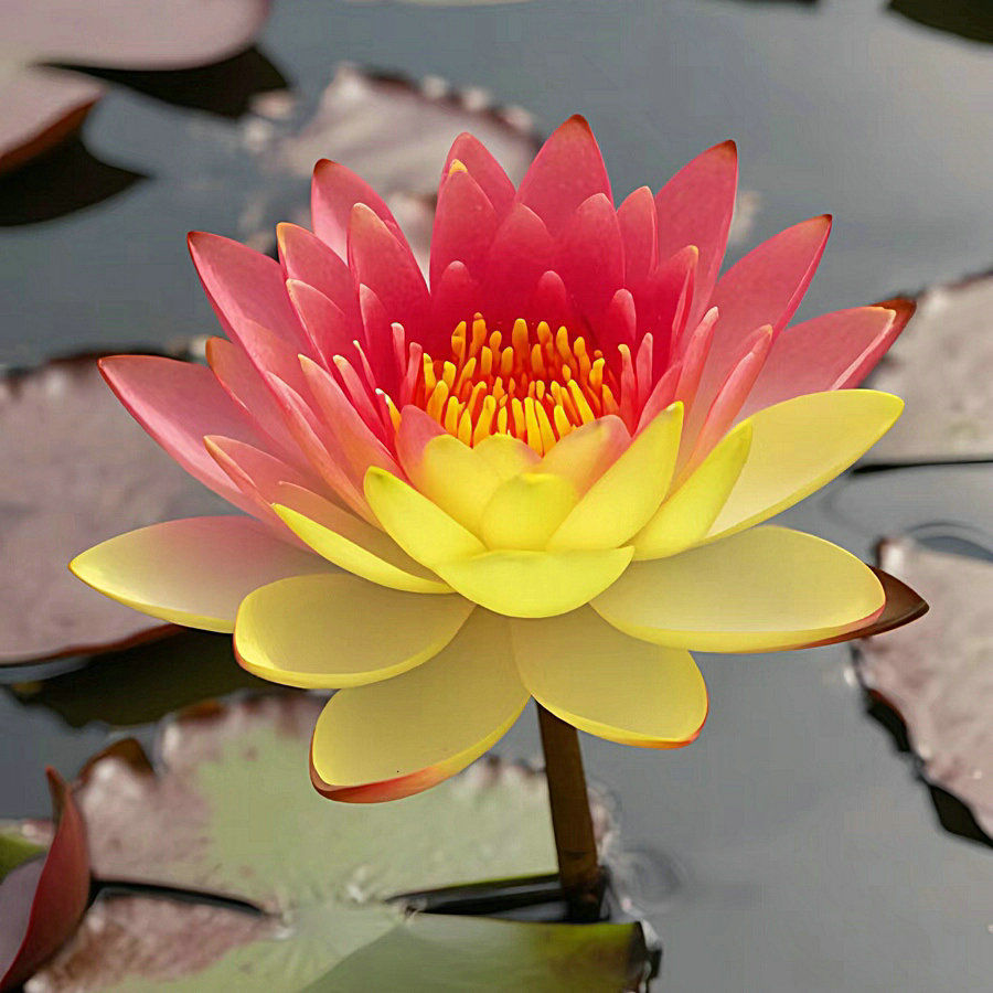 🔥【7 days germination】Last Day Sale - 💐The Sacred Bonsai Bowl Lotus Flower