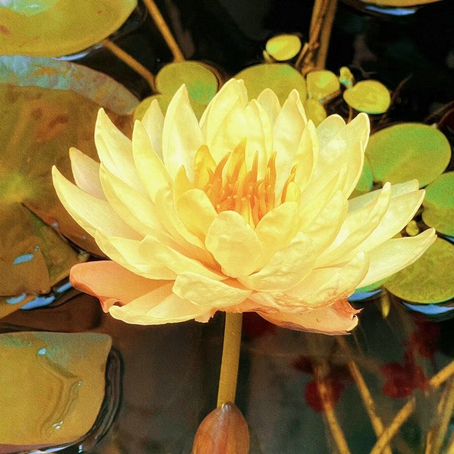 🔥【7 days germination】Last Day Sale - 💐The Sacred Bonsai Bowl Lotus Flower