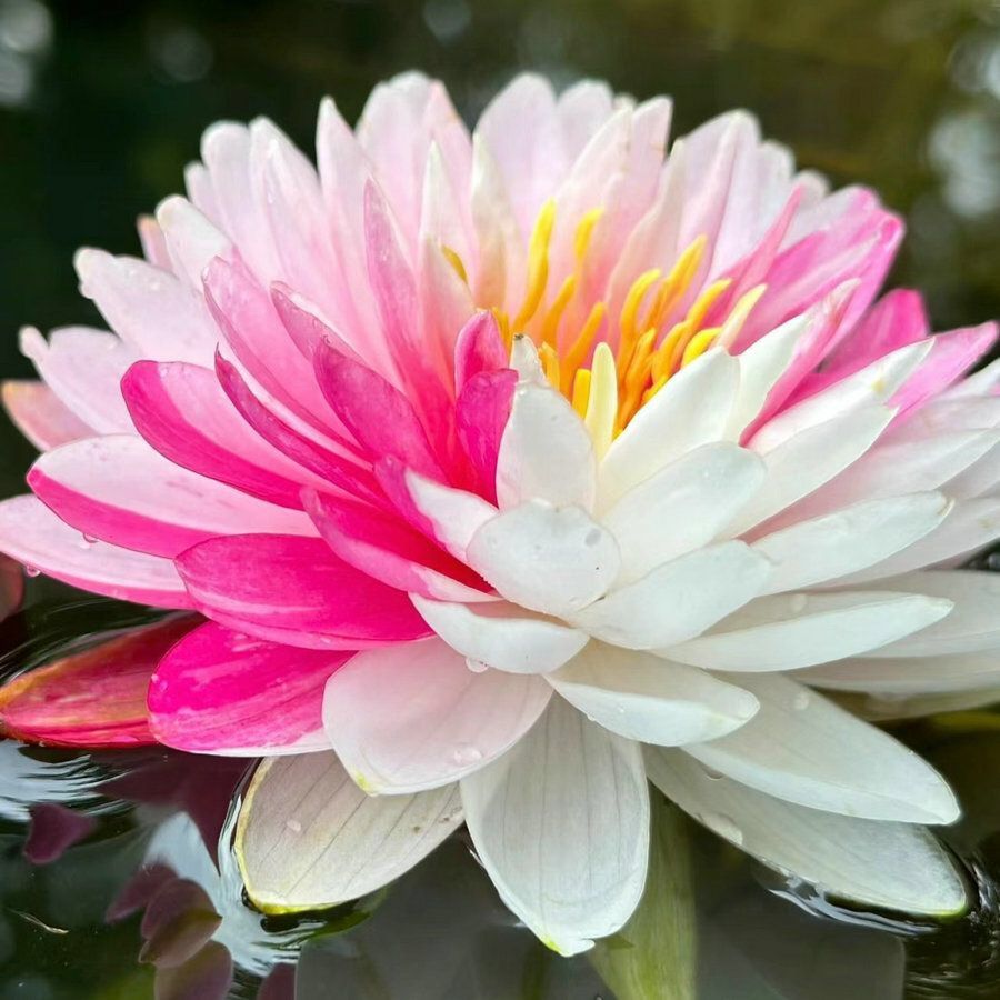 🔥【7 days germination】Last Day Sale - 💐The Sacred Bonsai Bowl Lotus Flower