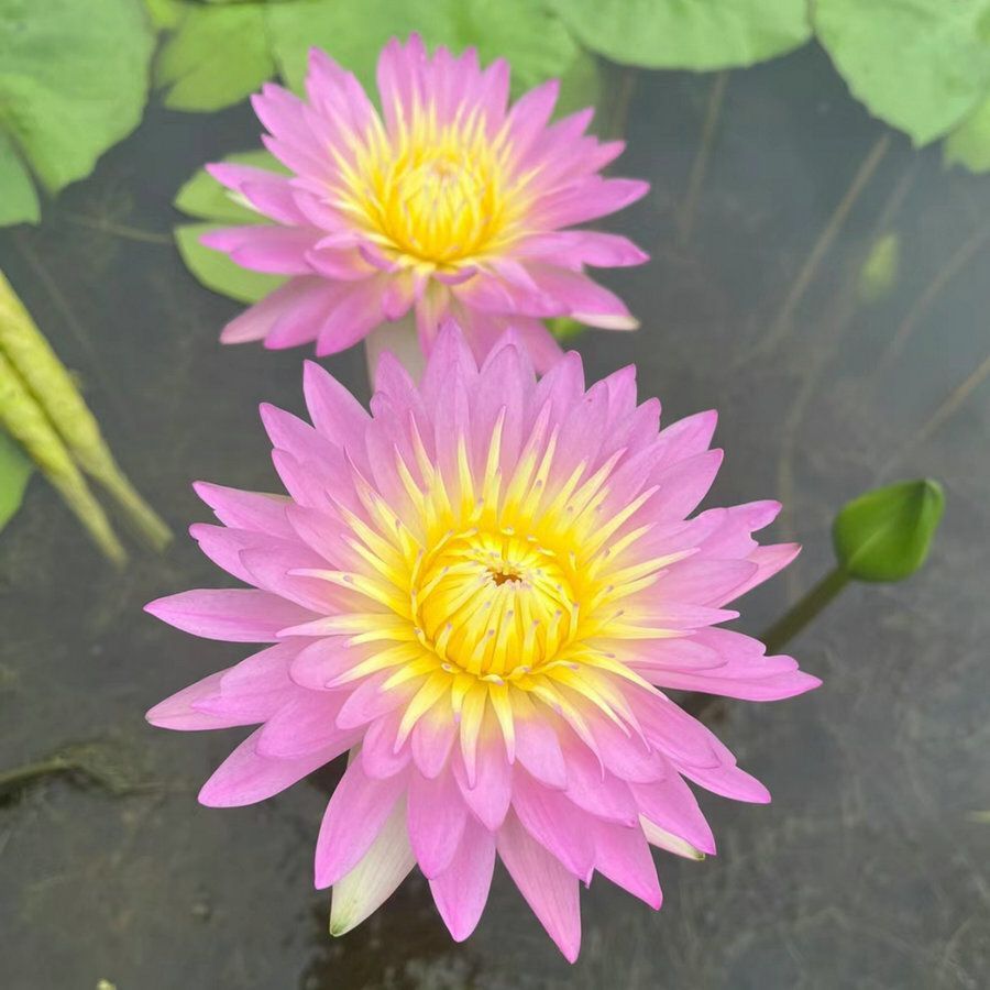 🔥【7 days germination】Last Day Sale - 💐The Sacred Bonsai Bowl Lotus Flower
