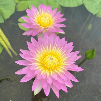 🔥【7 days germination】Last Day Sale - 💐The Sacred Bonsai Bowl Lotus Flower