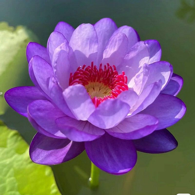 🔥【7 days germination】Last Day Sale - 💐The Sacred Bonsai Bowl Lotus Flower