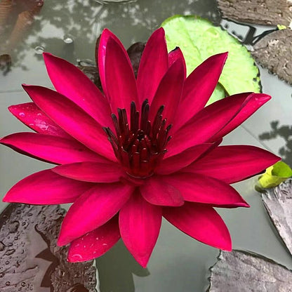 🔥【7 days germination】Last Day Sale - 💐The Sacred Bonsai Bowl Lotus Flower