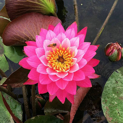 🔥【7 days germination】Last Day Sale - 💐The Sacred Bonsai Bowl Lotus Flower