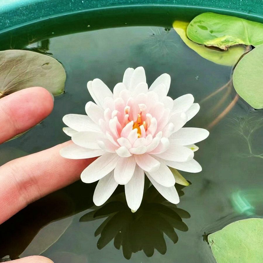 🔥【7 days germination】Last Day Sale - 💐The Sacred Bonsai Bowl Lotus Flower