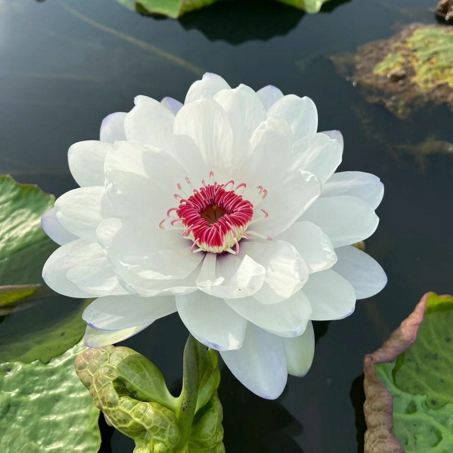 🔥【7 days germination】Last Day Sale - 💐The Sacred Bonsai Bowl Lotus Flower
