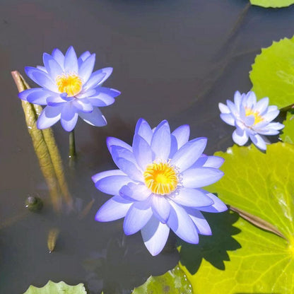 🔥【7 days germination】Last Day Sale - 💐The Sacred Bonsai Bowl Lotus Flower
