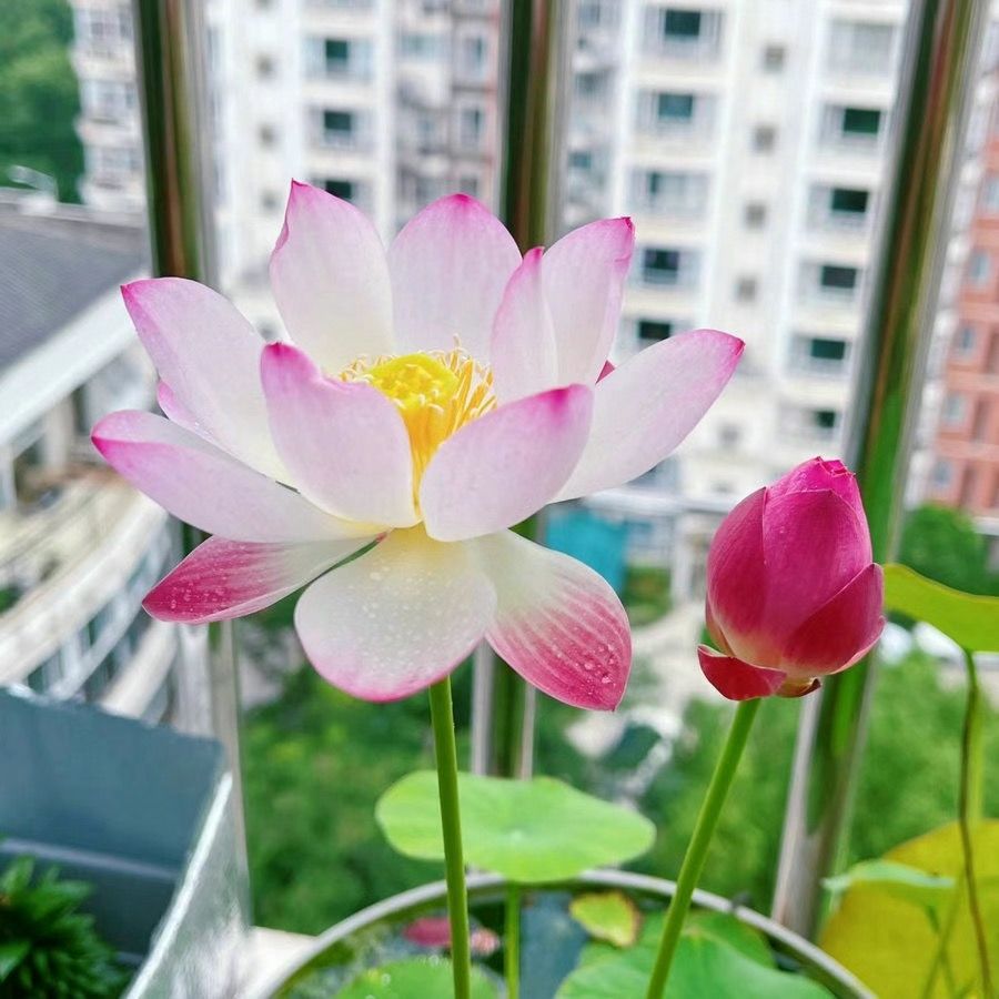 🔥【7 days germination】Last Day Sale - 💐The Sacred Bonsai Bowl Lotus Flower