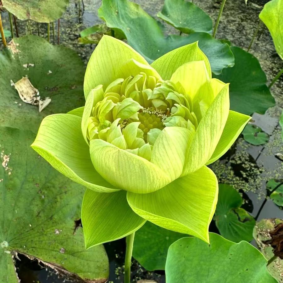 🔥【7 days germination】Last Day Sale - 💐The Sacred Bonsai Bowl Lotus Flower