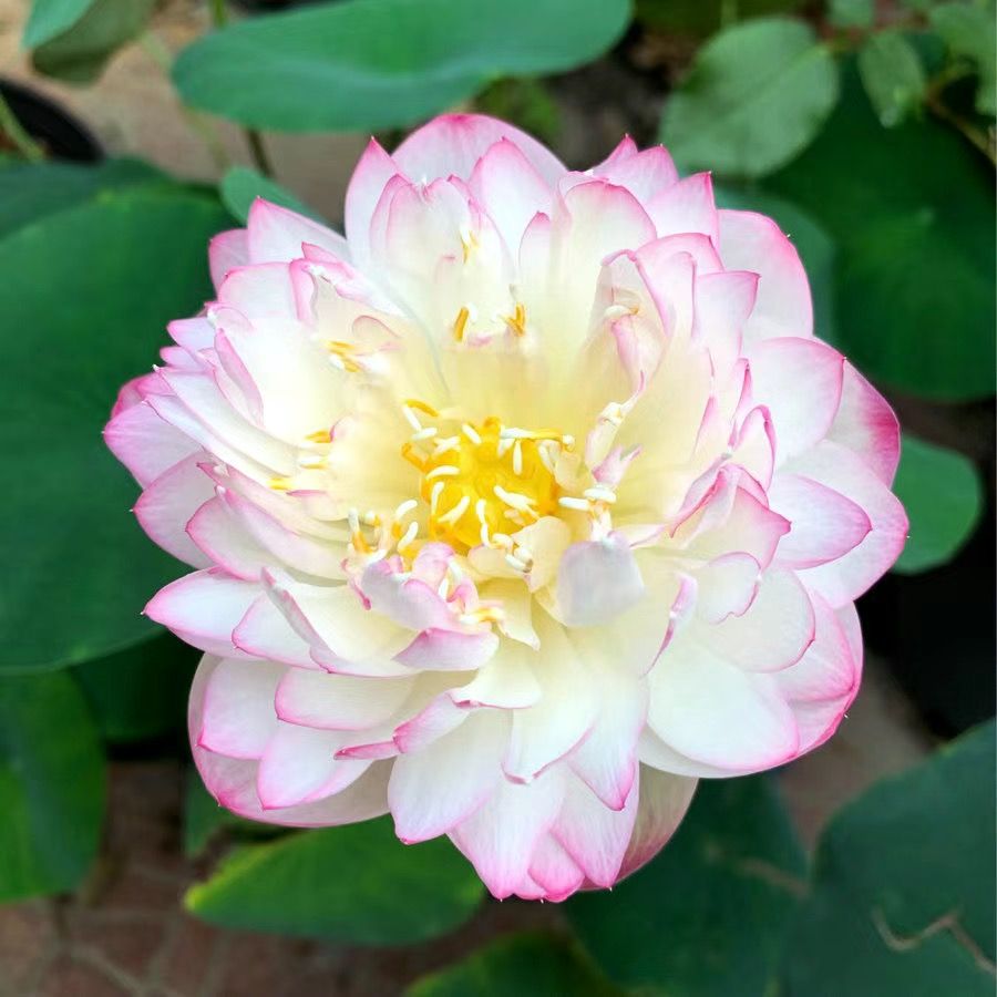 🔥【7 days germination】Last Day Sale - 💐The Sacred Bonsai Bowl Lotus Flower