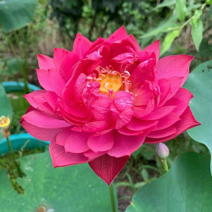 🔥【7 days germination】Last Day Sale - 💐The Sacred Bonsai Bowl Lotus Flower
