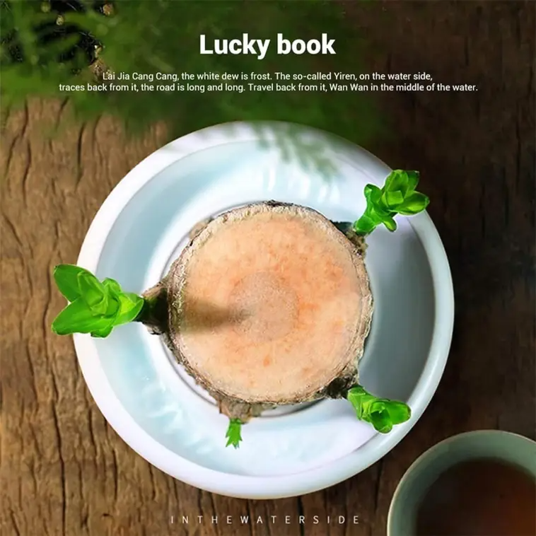 2024 Best Seller🔥-Lucky Brazil Wood Potted Plant🎊