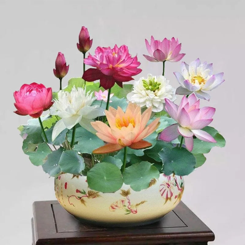 🔥【7 days germination】Last Day Sale - 💐The Sacred Bonsai Bowl Lotus Flower