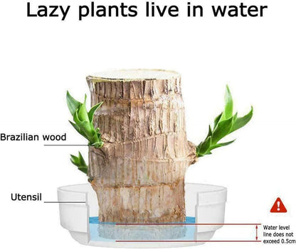 2024 Best Seller🔥-Lucky Brazil Wood Potted Plant🎊