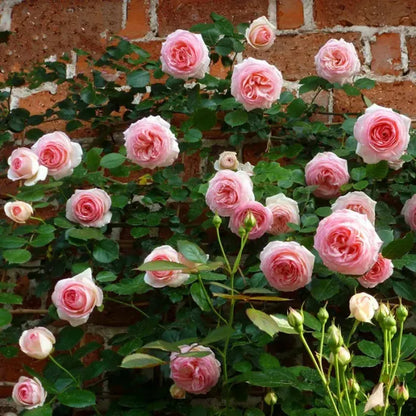 🌹🌹Climbing Rose - Luck Rising