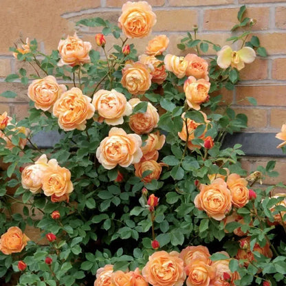 🌹🌹Climbing Rose - Luck Rising